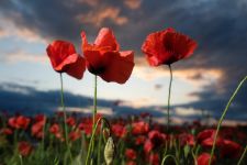 Mohn, Bad Düben (Sachsen), 2022