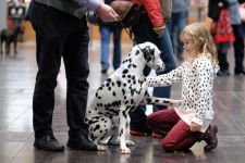 Messe "World Dog Show", Leipzig, 2017
